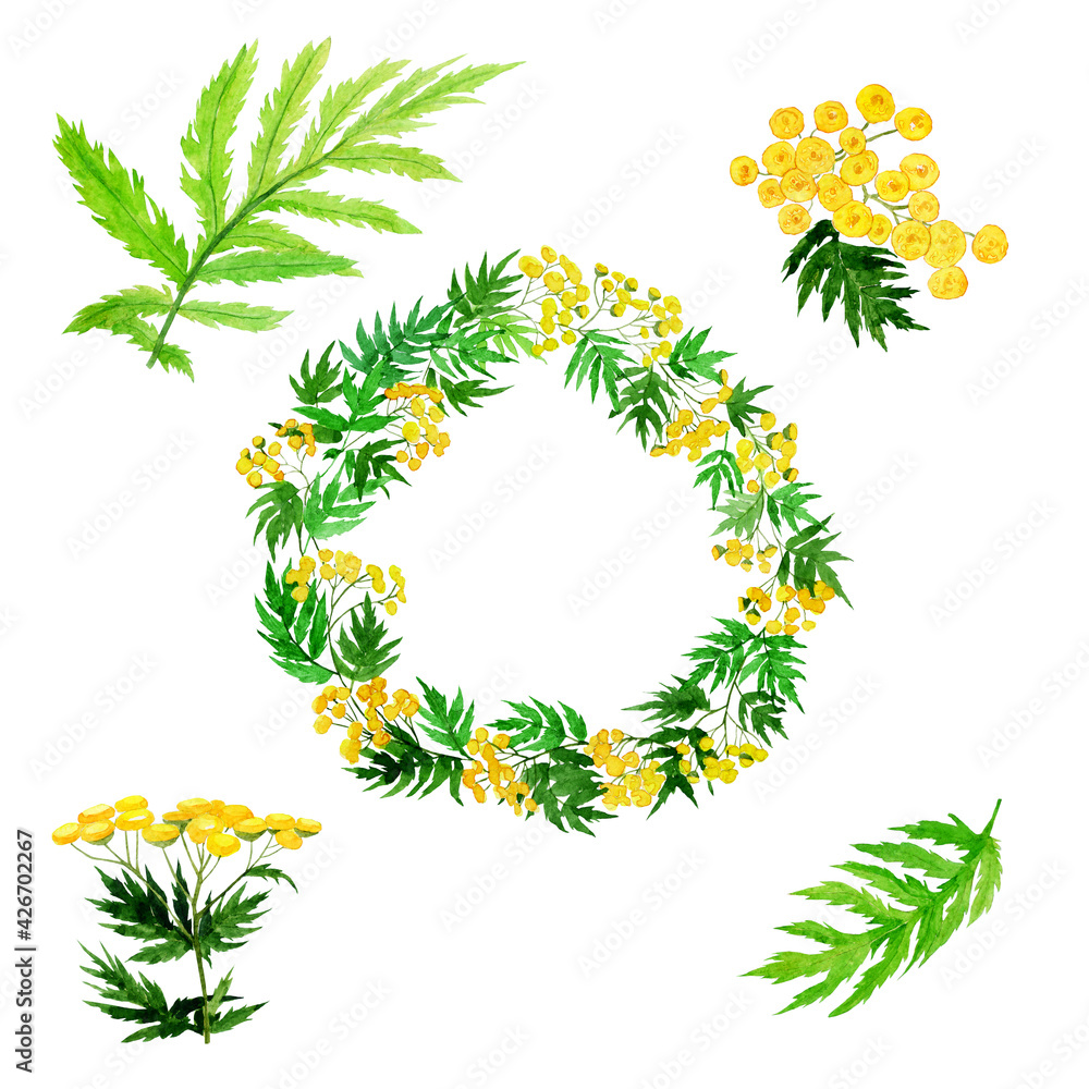 Tansy field flower set isolated on white background. Watercolor hand drawing illustration. Medical plant Tanacetum vulgare. Clip art. Tansy field flower set isolated on white background. Watercolor hand drawing illustration. Medical plant Tanacetum vulgare. Clip art.