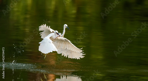 Snowy Egret Wading in shallow edge of lake looking for fish © xiaoliangge