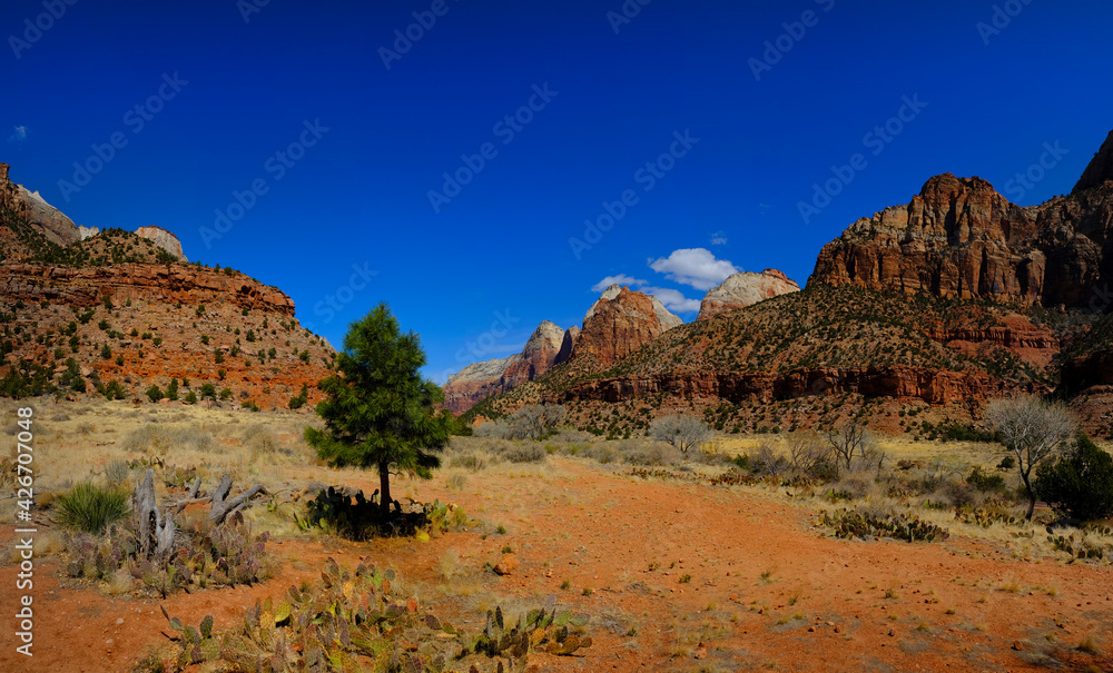 Fototapeta premium Zions National Park Canyon with Pine Tree Blue Sky Cliffs and Cacti Cactus