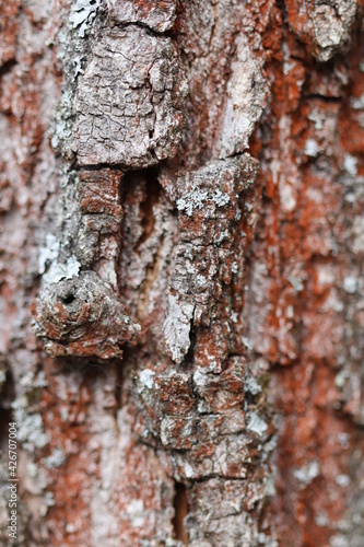 The texture of the bark of a pine tree in the forest. 