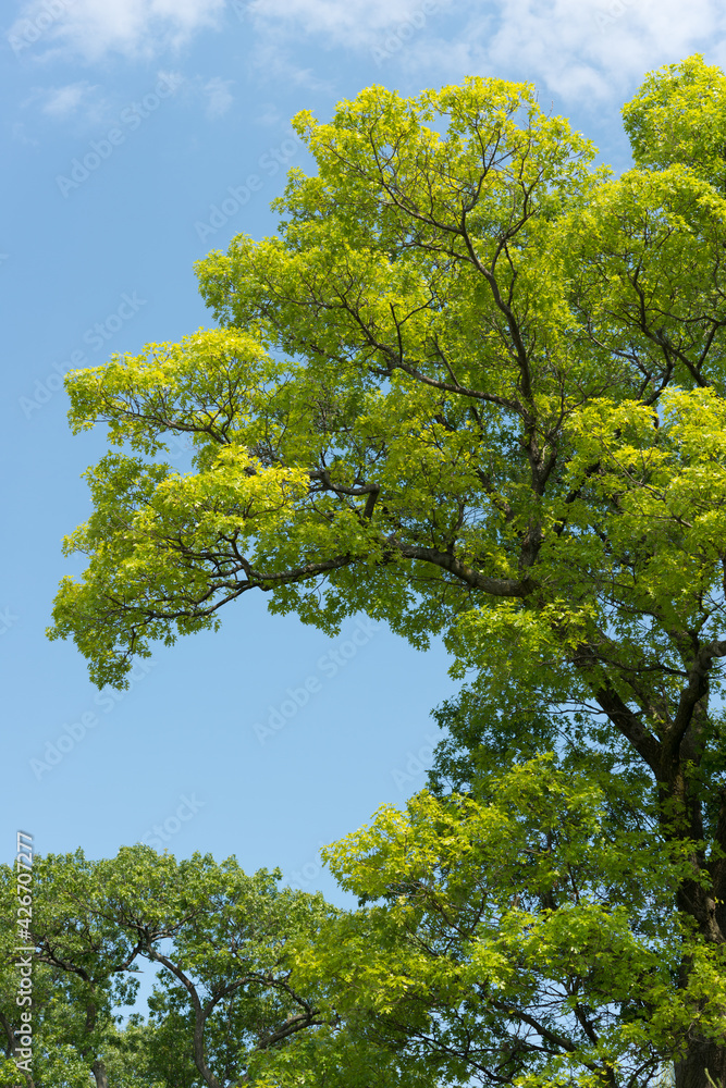 trees in the park trees in the park