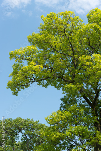 trees in the park