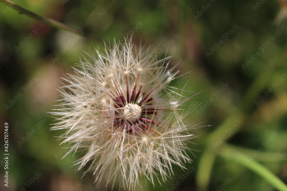 Dandelion in field