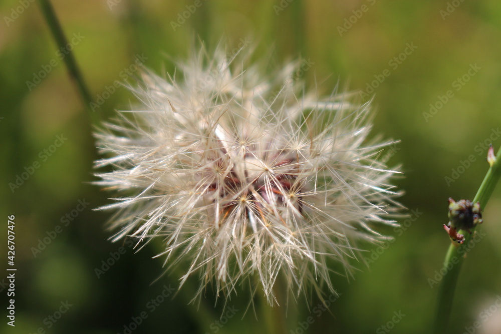 Fototapeta premium dandelion in the grass