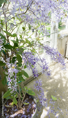 petrea volubilis growing in a pot near a windowed wall photo