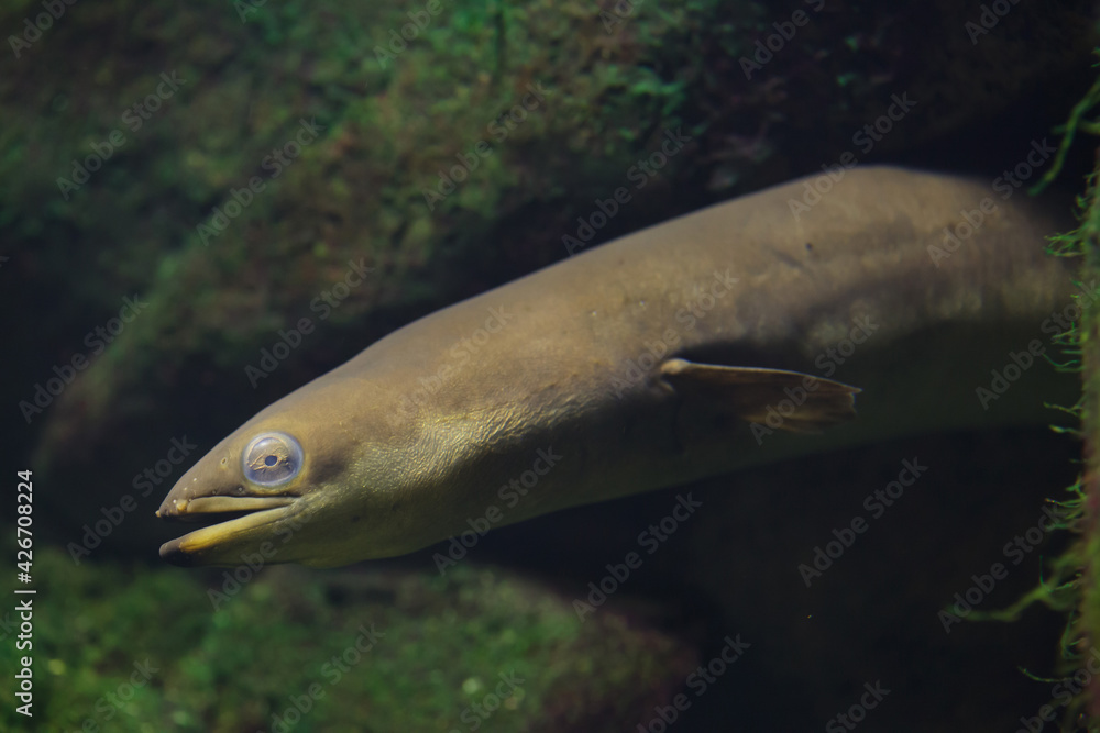 European eel (Anguilla anguilla).