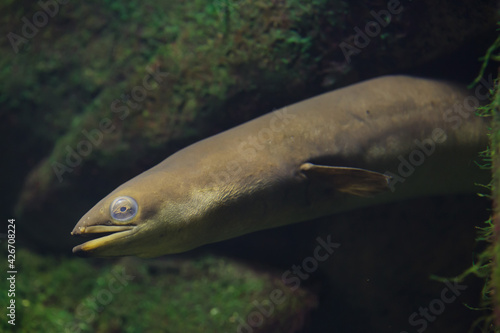 European eel (Anguilla anguilla). photo