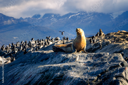 Sea lions and cormorants on islet in Beagle Channel, Ushuaia, Argentina.