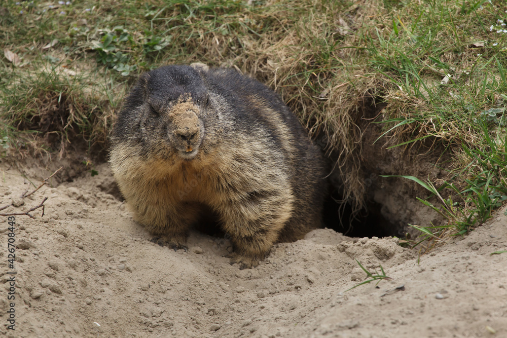 Alpine marmot (Marmota marmota). Alpine marmot (Marmota marmota).