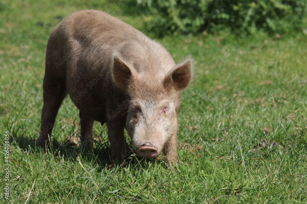 Hausschwein / Domestic pig / Sus scrofa domesticus Hausschwein / Domestic pig / Sus scrofa domesticus