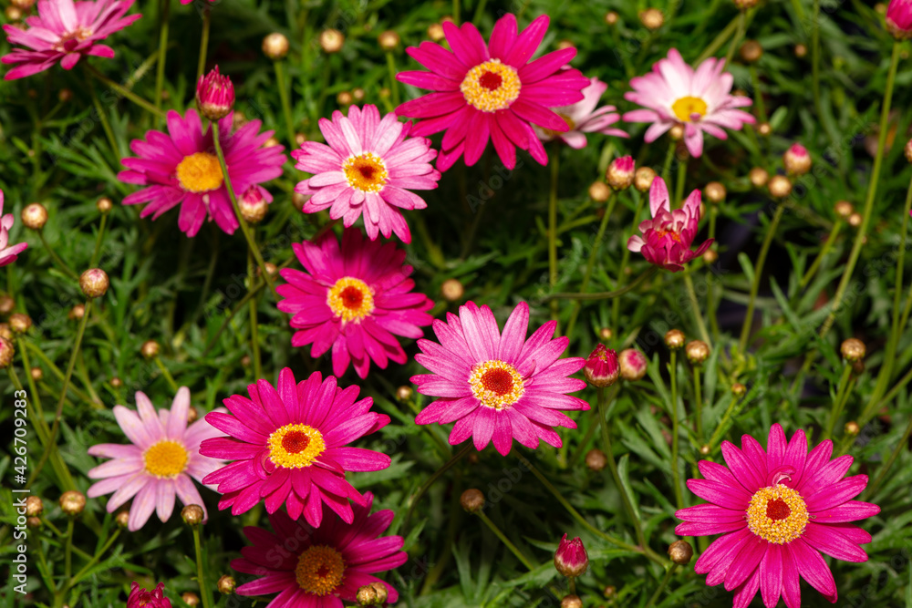 Fototapeta premium Lot of blooming argyranthemum frutescens flowers