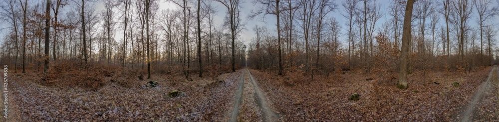 Panoramic image of a forest with paths branching off from the central point of the photo in different directions Panoramic image of a forest with paths branching off from the central point of the photo in different directions