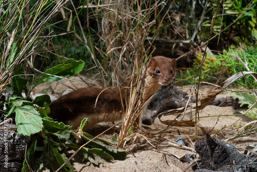 Least weasel (Mustela nivalis) from Peloponnesus, Greece // Mauswiesel (Mustela nivalis) vom Peloponnes, Griechenland photo