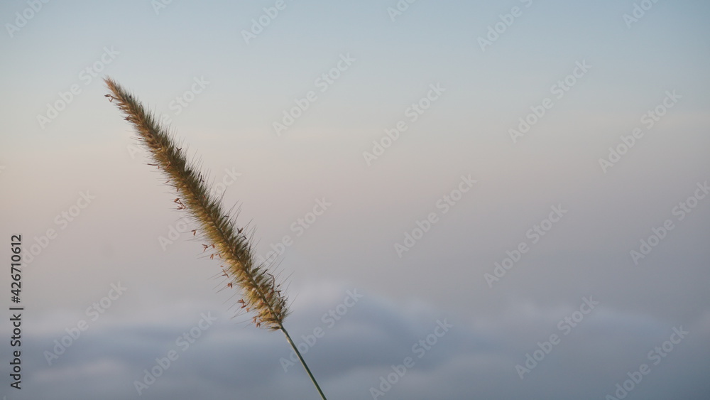 Grass flowers when the sun rises over the mountain