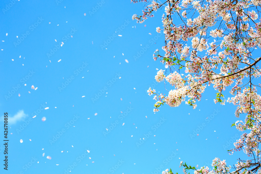 spring cherry blossom spring cherry blossom