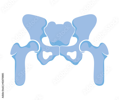 normal pelvis joints
