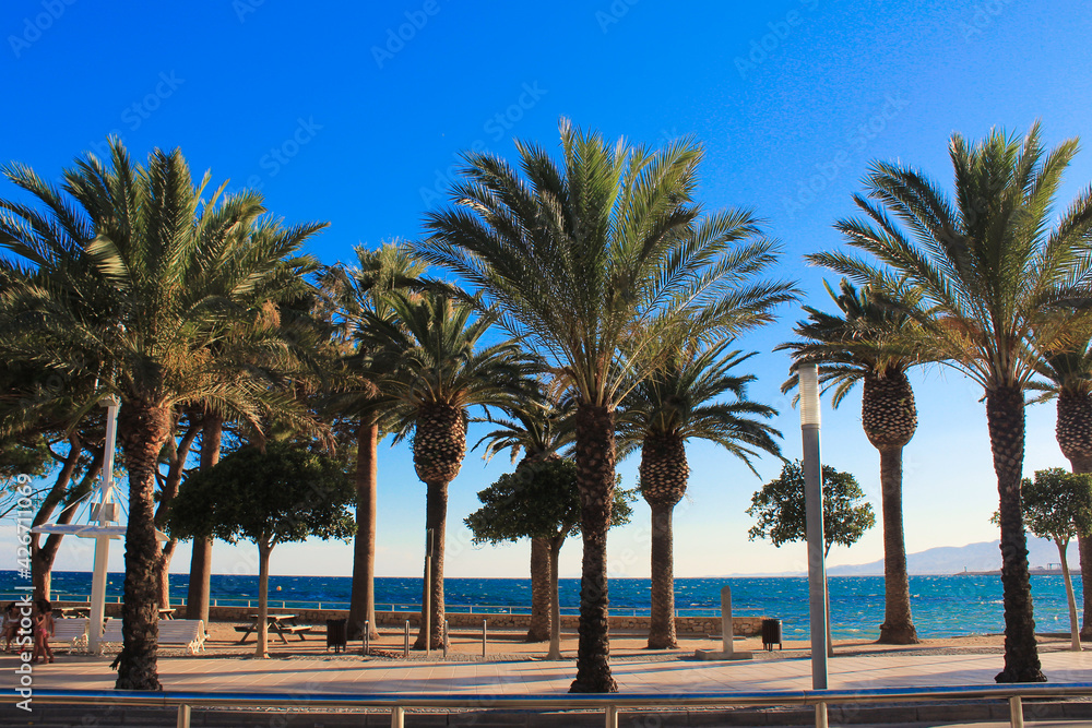 palm trees on the beachfrom Cambrils-Spain