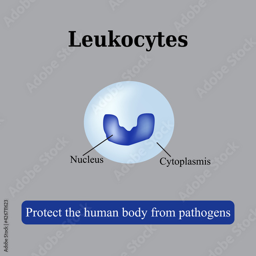 The structure of the white blood cells. Leukocyte. Vector illustration
