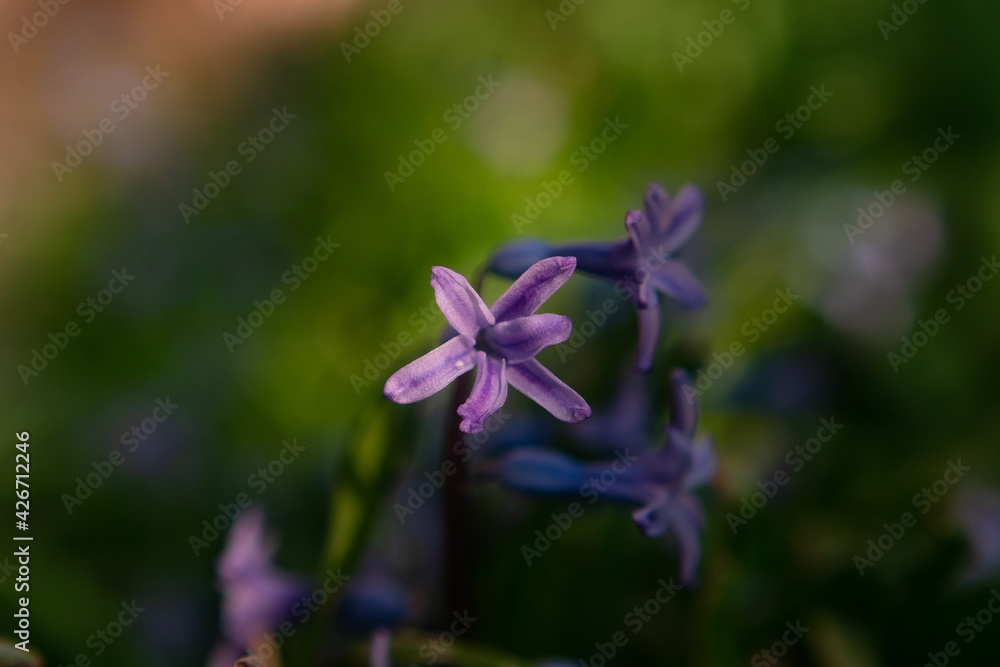 flower in the garden flower in the garden