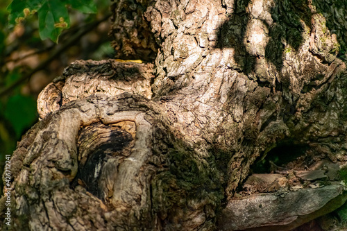 A large and old rotten tree stump, overgrown with moss due to moisture. Fancy brown driftwood of interesting shape, natural material with bark and aroma of fresh wood