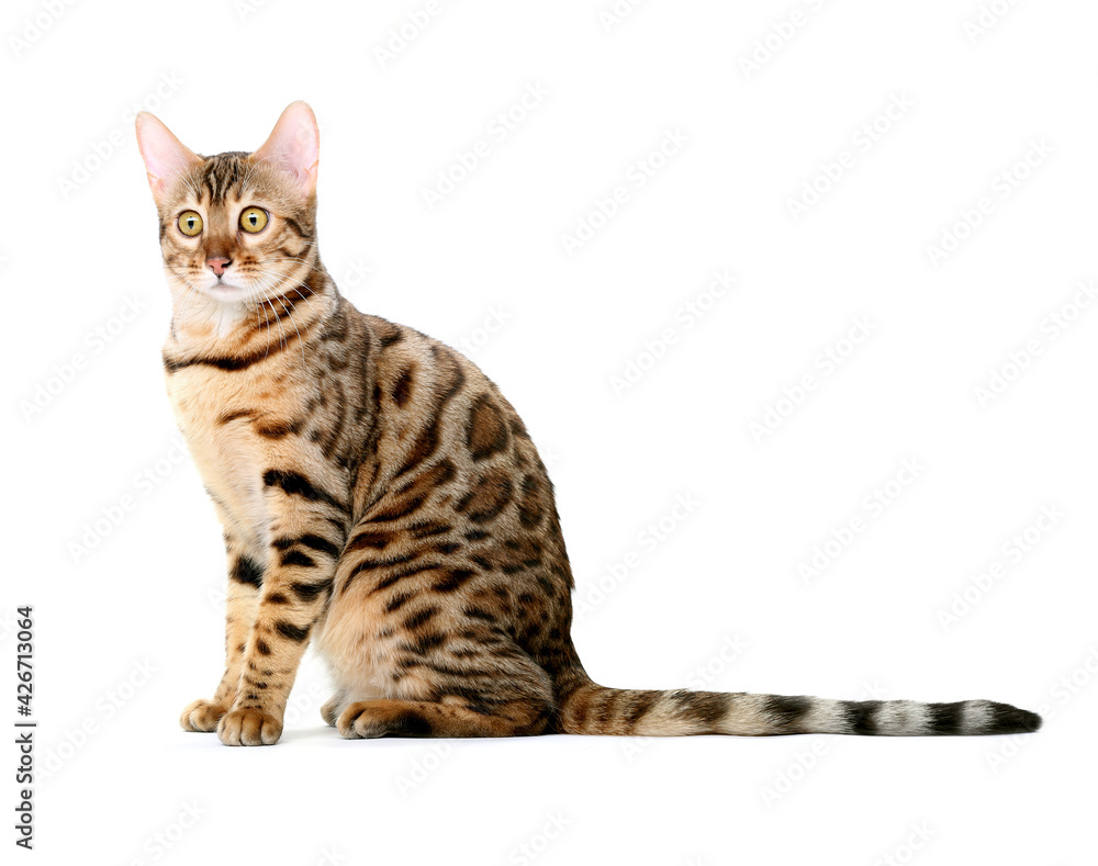 The Bengal cat breed. Isolated on a white background.