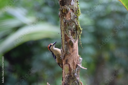 Squirrel cuckoo (Piaya cayana photo