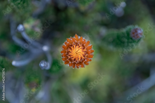 Chuquiragua  planta andina que crece en ecosistemas altoandinos. Flor Nacional de Ecuador
