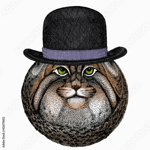 Pallass cat. Vector portrait  wild cat head  wild cat face. Bowler hat.