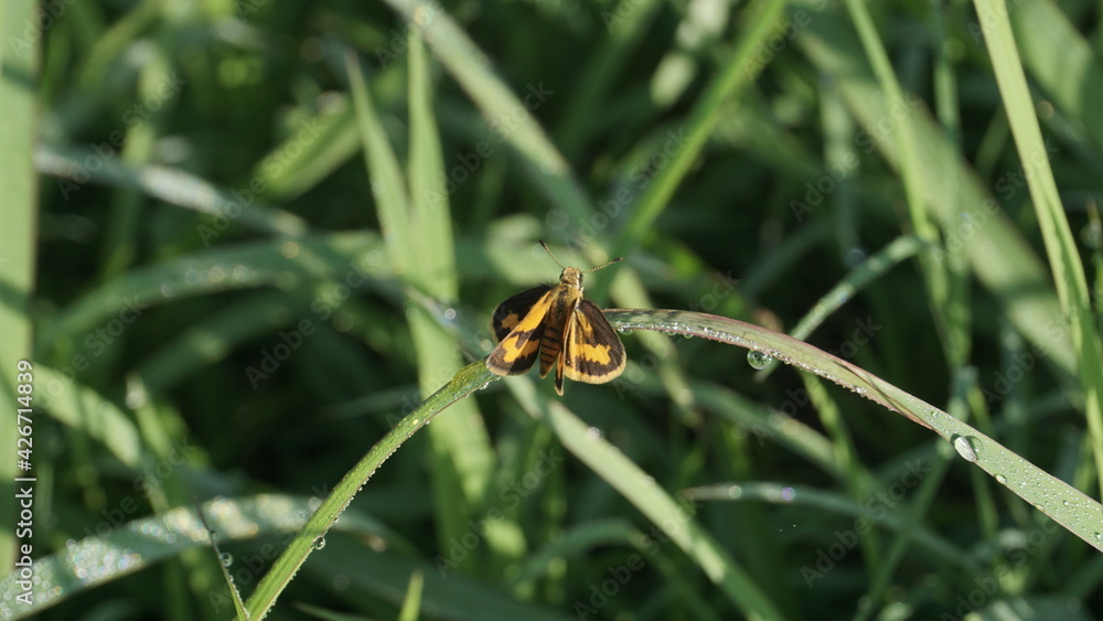 Black and orange moths that stick to grass leaves Black and orange moths that stick to grass leaves