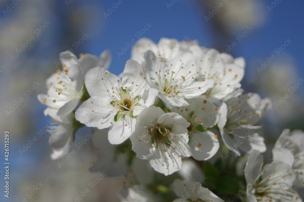 White Plum Blossoms in Spring waiting to be Pollinated White Plum Blossoms in Spring waiting to be Pollinated