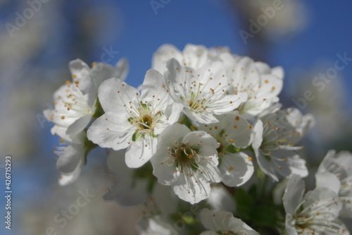 White Plum Blossoms in Spring waiting to be Pollinated