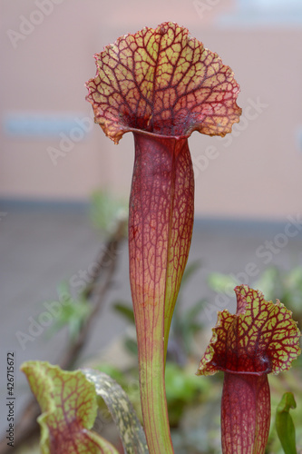 Tropical pitcher plant Sarracenia growing in a greenhouse photo