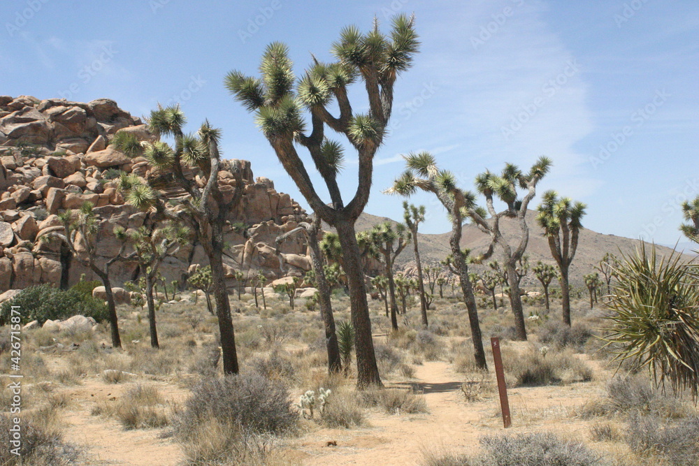 Joshua Tree National Park in California Landscape with Joshua Tree Cactus and Boulder Formations in a Desert Setting Joshua Tree National Park in California Landscape with Joshua Tree Cactus and Boulder Formations in a Desert Setting