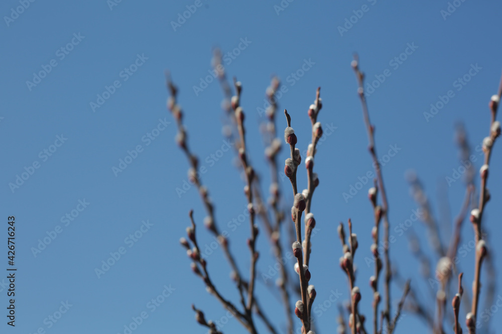Branches with pussy willow buds against the sky. Branches with pussy willow buds against the sky.