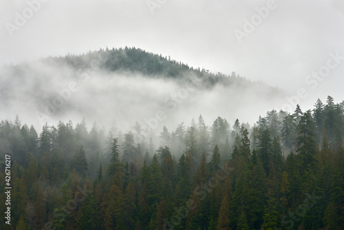 Pacific Northwest Forest Mist. A lush, temperate rainforest mountainside of the Pacific Northwest.© maxdigi