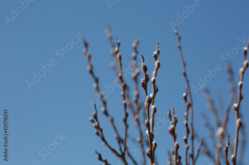Branches with pussy willow buds against the sky. © vov8000