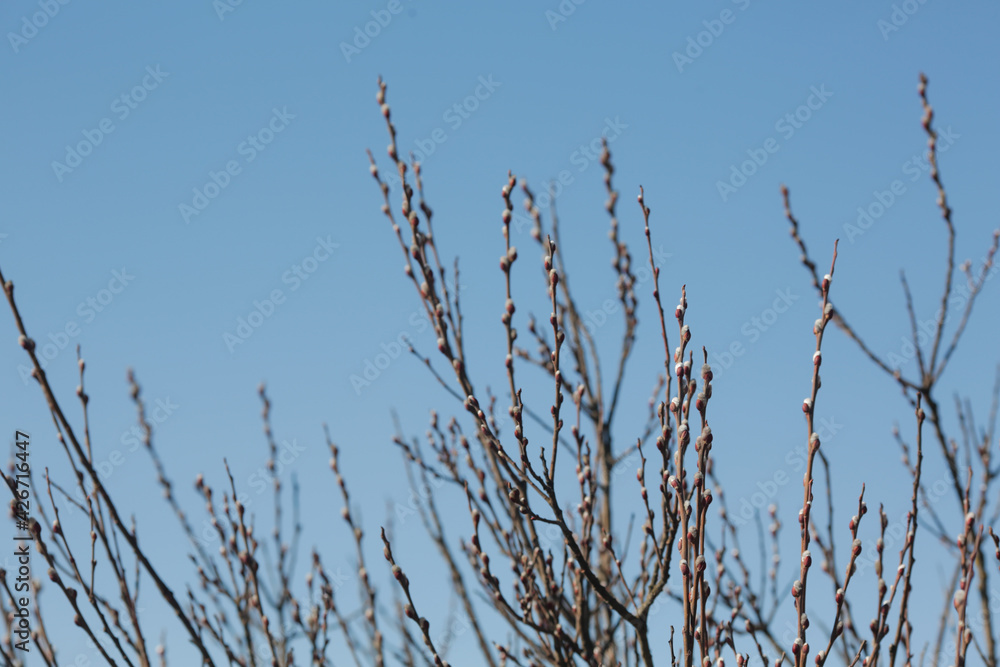 Branches with pussy willow buds against the sky. Branches with pussy willow buds against the sky.