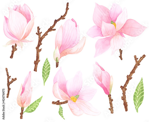 Set of isolated watercolor illustrations of magnolia flowers, leaves and branches