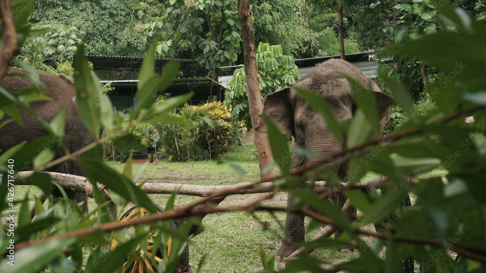 The elephant in the zoo enclosure The elephant in the zoo enclosure