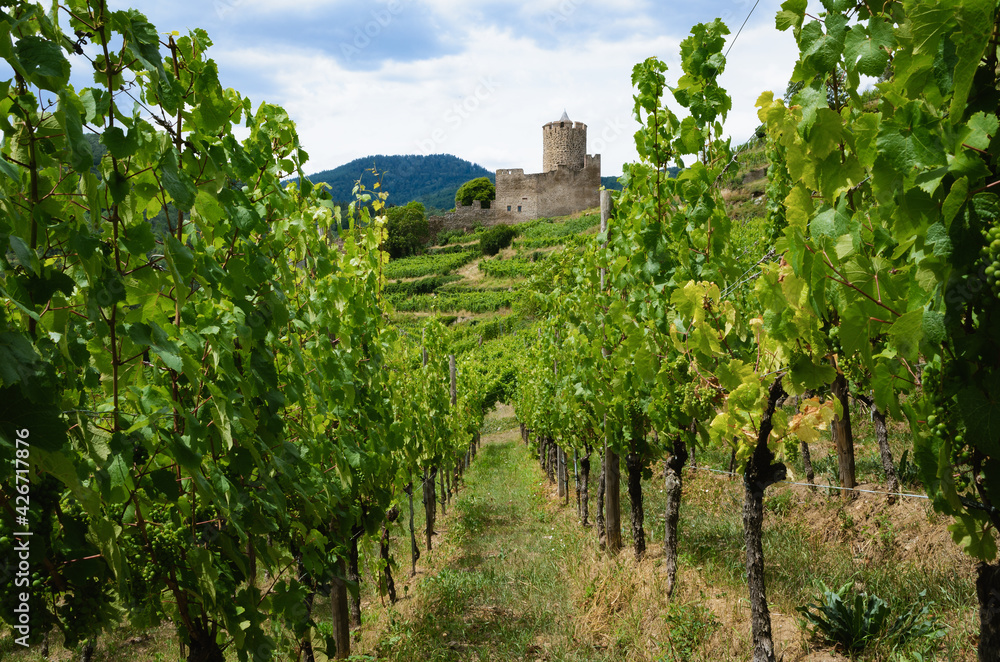 Summer view of the medieval castle ruins between the vines of the vineyard of Keysersberg, famous winemaking village in Alsace, near Colmar (France) 