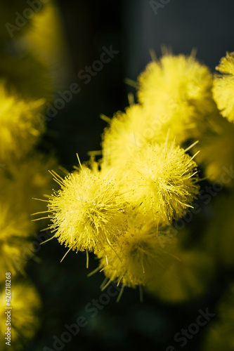 Close up sur les fleurs pompons d'un mimosa jaune dans le jardin