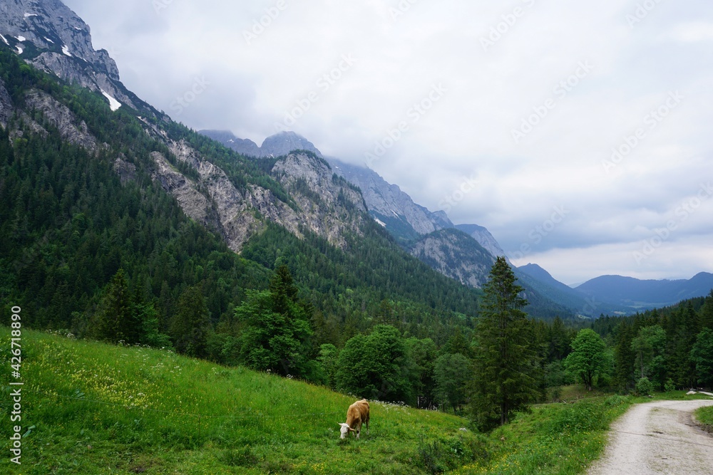 Cows grazing in the Bavarian Alps in Berchtesgaden