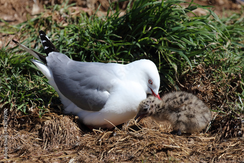 Rotschnabelmöwe / Red-billed gull / Larus scopulinus. photo