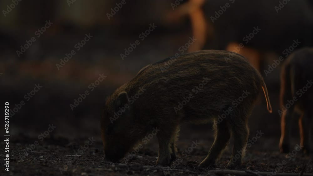 Closeup young wild boars Sus scrofa calm piggy looking for nutriment in deep wood. Wildlife tranquil scene of long furry animals. Strong nose and well smell sense to search food in omnivorous mammal. Closeup young wild boars Sus scrofa calm piggy looking for nutriment in deep wood. Wildlife tranquil scene of long furry animals. Strong nose and well smell sense to search food in omnivorous mammal.
