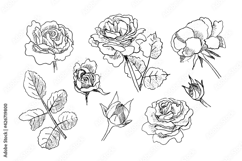 Set of garden roses flowers and leaves sketch engraved style. Hand drawn vector botanical illustration.