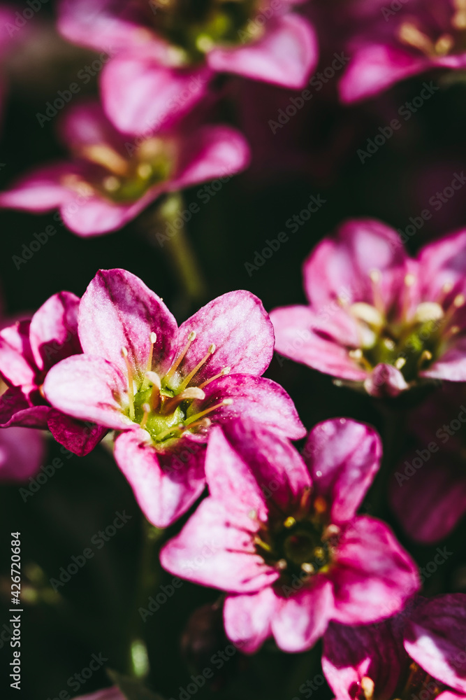 Close up sur les fleurs d'un saxifage rose dans le jardin avec la lumière du soleil