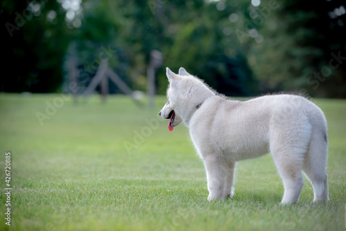 Siberian Husky puppy sitting on green grass. This fluffy white pup is happy and energetic. 