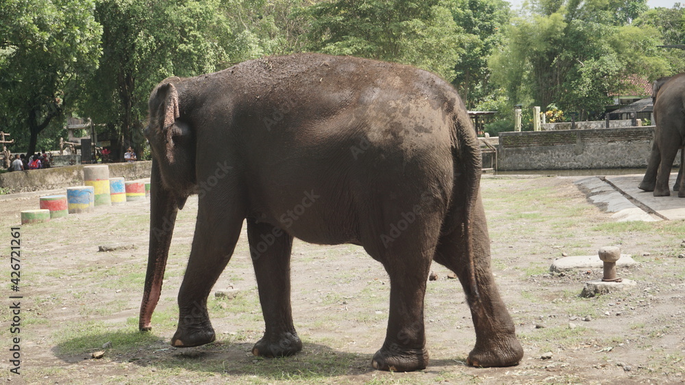The elephant in the zoo enclosure