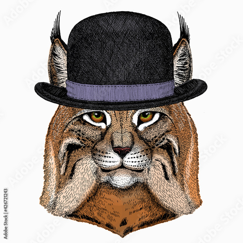 Lynx  bobcat. Wild cat. Vector portrait of cat head. Bowler hat.