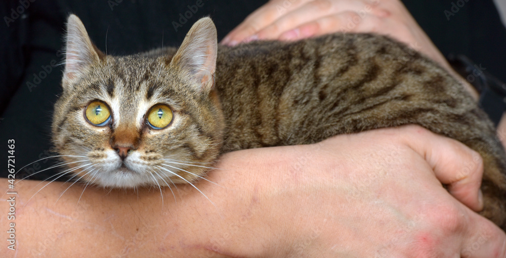 little tabby cat with expressive eyes on her arms